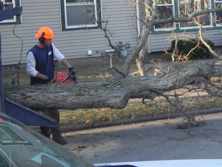 Tree Work 2010 021-crop