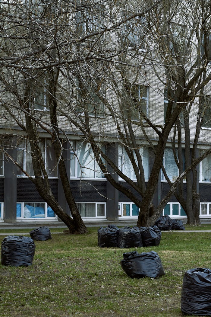 An urban residential area with trees devoid of leaves and multiple black trash bags on the grass.