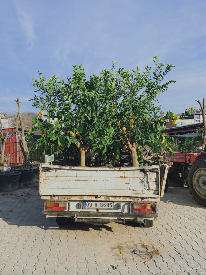 A truck carrying lush citrus trees in pots, ready for planting in an outdoor setting.