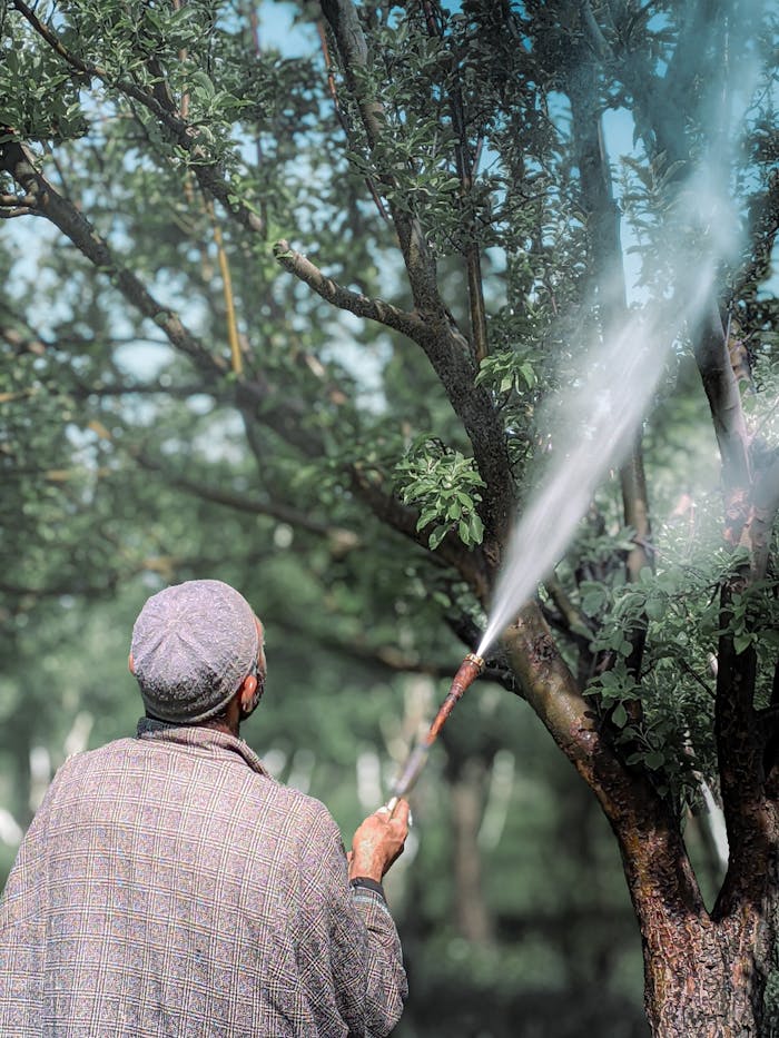 A gardener sprays an orchard tree with pesticides, highlighting agriculture care.
