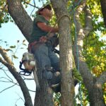 tree removal service