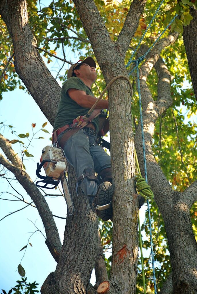 tree removal service