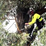 Tree Removal Services Sydney