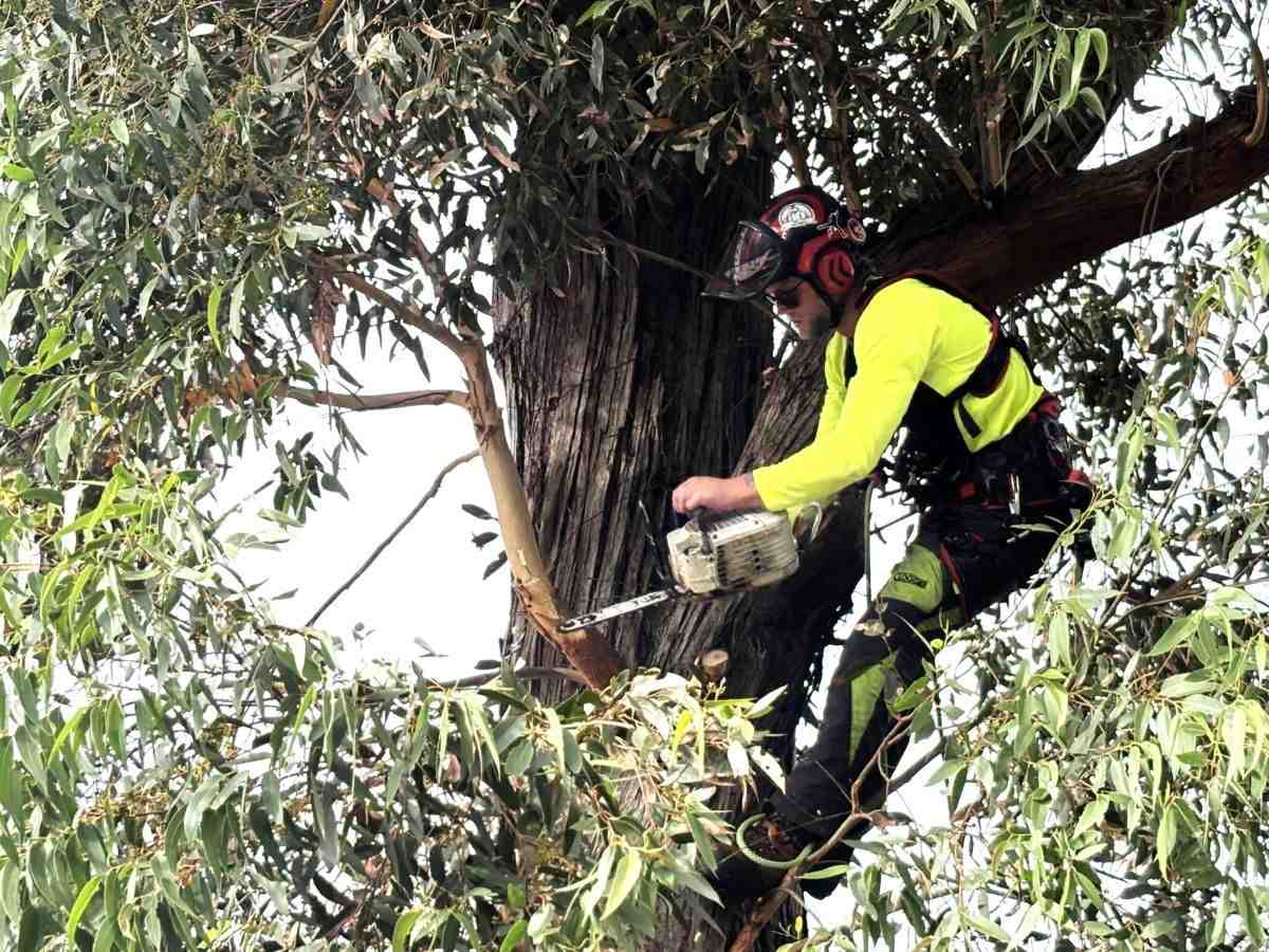 tree pruning service