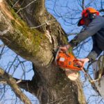 arborist in Sydney