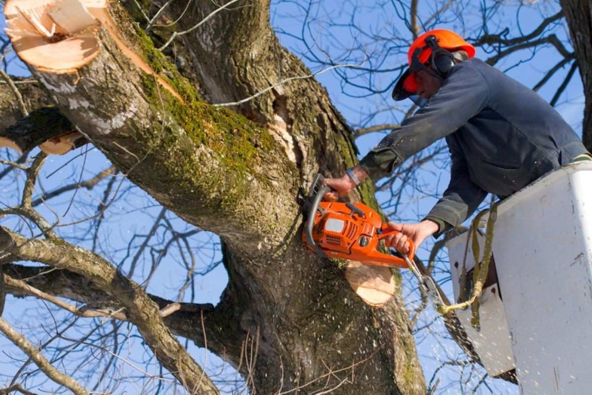 arborist in Sydney