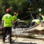 tree services Epping
