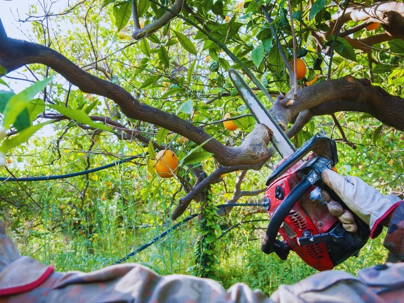 Pruning Trees