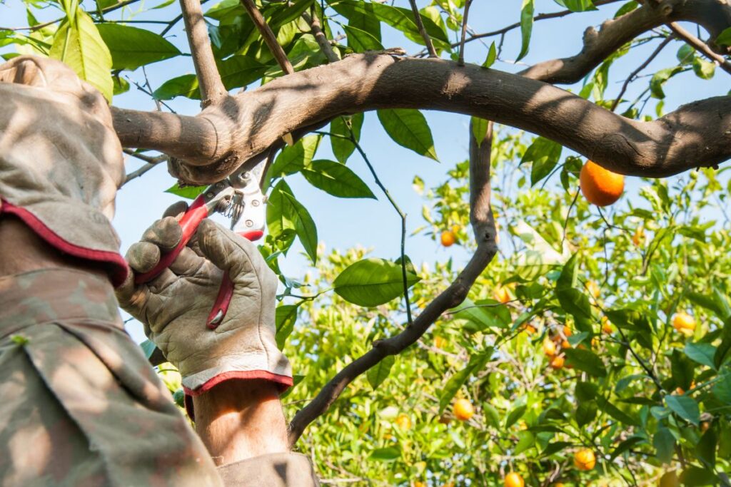 Pruning Trees