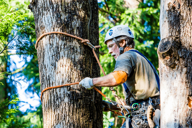 Arborist